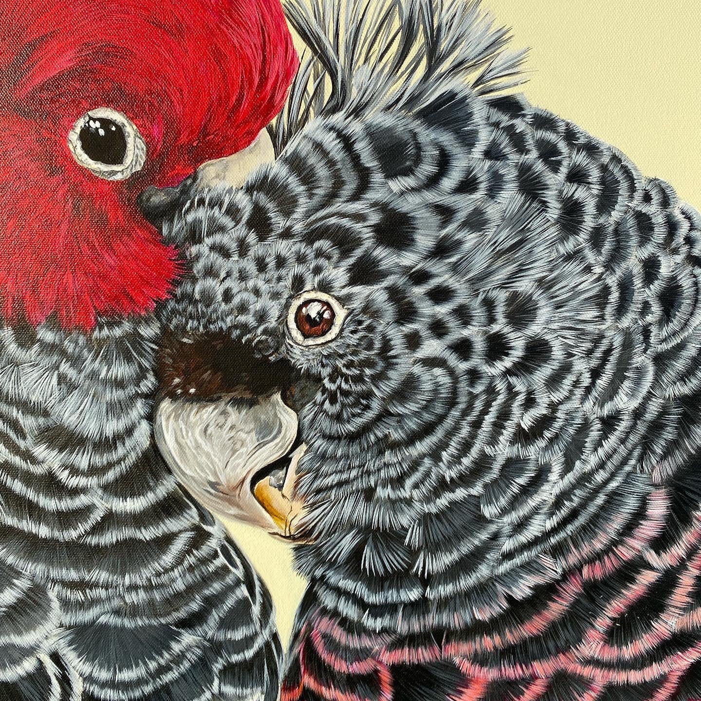 Original Canvas - Gang Gang Cockatoos