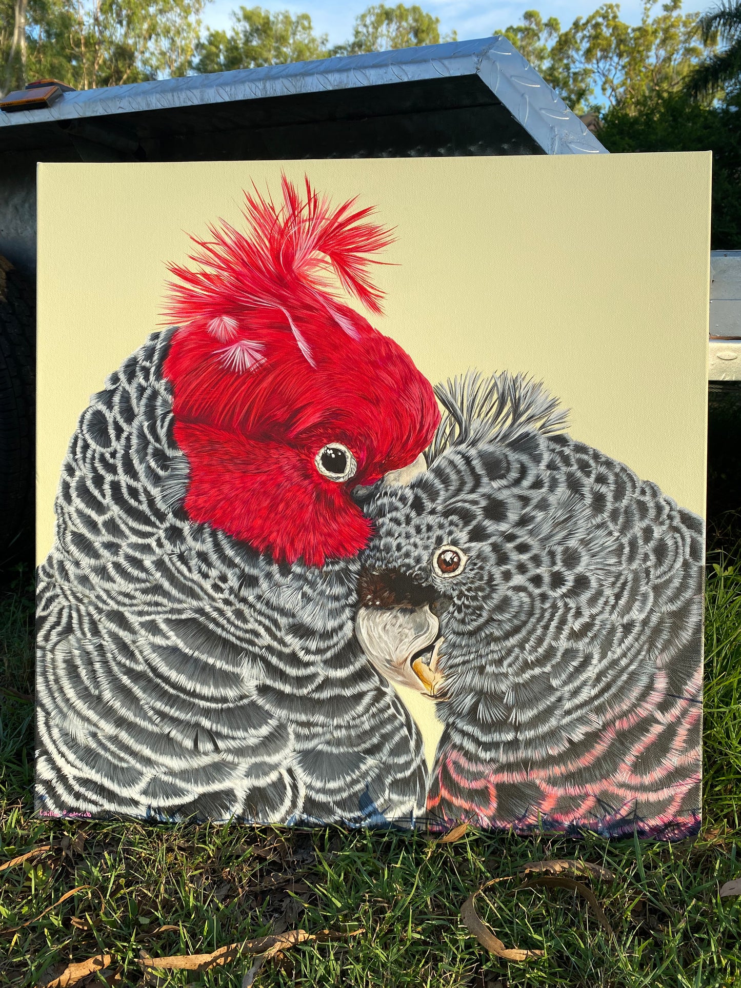 Original Canvas - Gang Gang Cockatoos