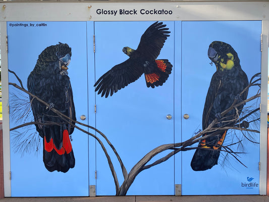 Glossy Black Cockatoo